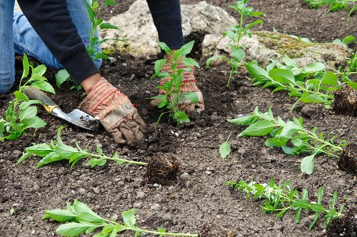 Healthy lawn maintenance and mowing in a Nine Elms garden