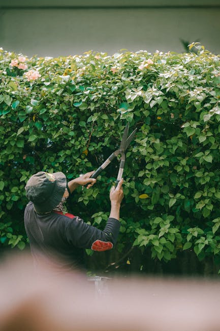 A gardener wearing teal coveralls is tending to a garden bed filled with tall, green, spiky plants, possibly ornamental or flowering varieties, on a sunny day. The gardener is bent over, actively prun