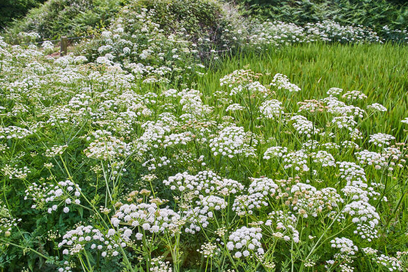 garden care Garden